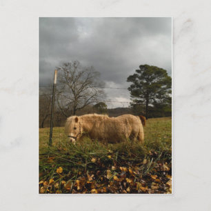 Blond Miniature Pony / Horse Postcard