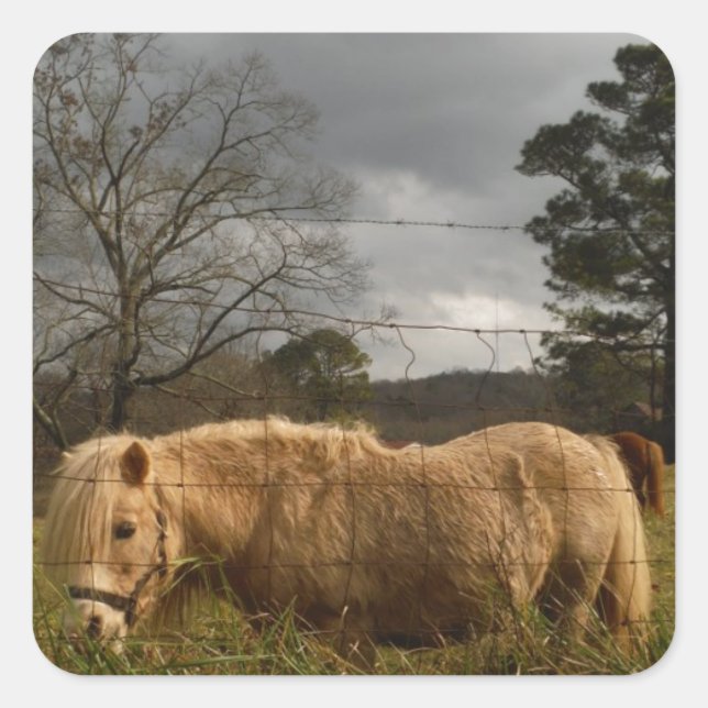 Blond Miniature Pony / Horse Square Sticker (Front)
