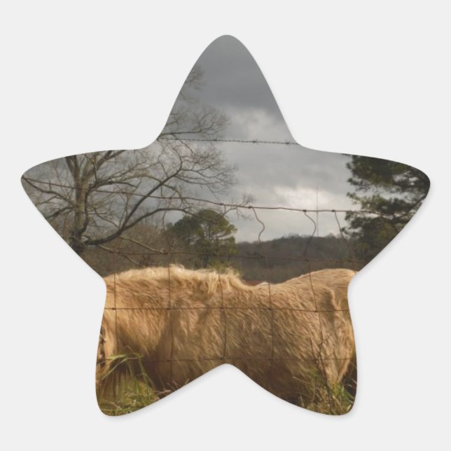 Blond Miniature Pony / Horse Star Sticker (Front)