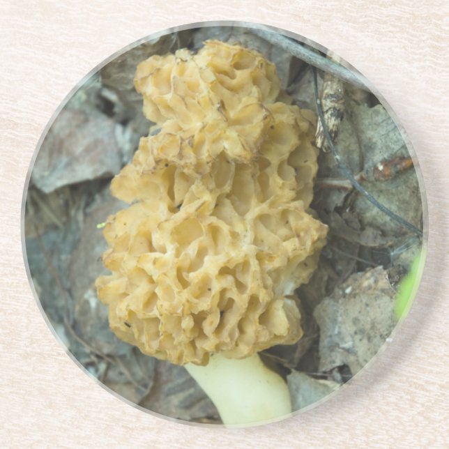 Blond Morel Mushroom Coaster (Front)