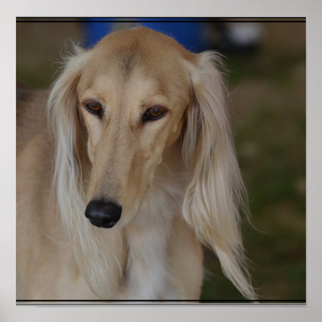 Blond Saluki Dog Poster (Front)