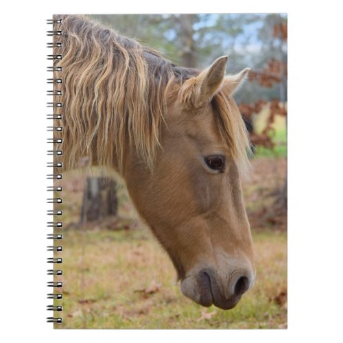 Blonde Beauty Horse Notebook