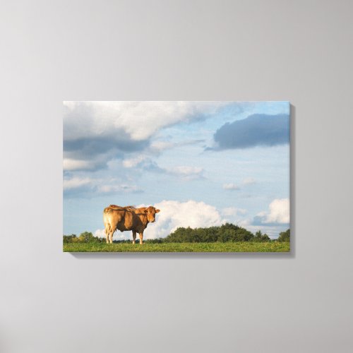 Blonde dAquitaine cow in Dordogne region France Canvas Print