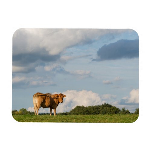 Blonde dAquitaine cow in Dordogne region France Magnet