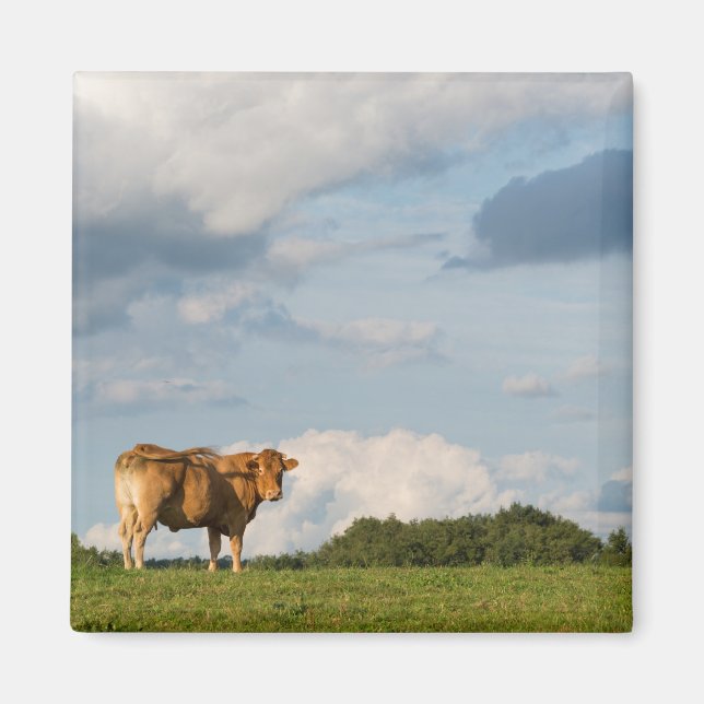 Blonde d'Aquitaine cow in Dordogne region, France Magnet (Front)