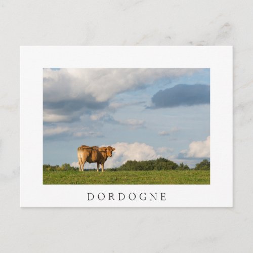 Blonde dAquitaine cow in Dordogne region France Postcard