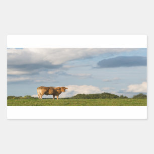 Blonde d'Aquitaine cow in Dordogne region, France Rectangular Sticker