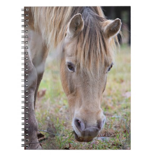 Blonde Horse Notebook