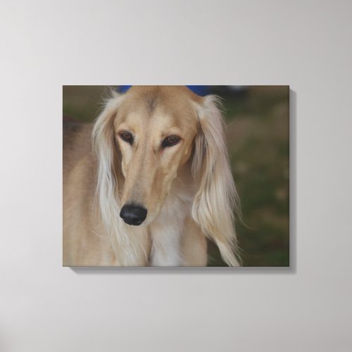 Blonde Saluki Dog Canvas Print