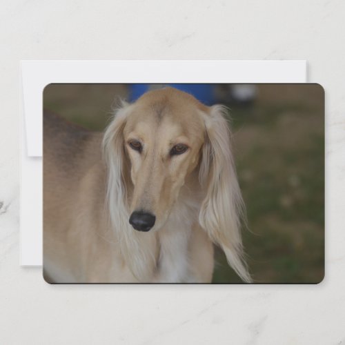 Blonde Saluki Dog Invitation