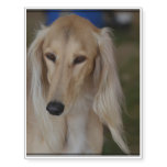 Blonde Saluki Dog Temporary Tattoos