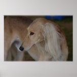 Blonde Saluki Poster