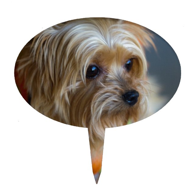 Blonde Yorkshire Terrier Cake Topper (Front)