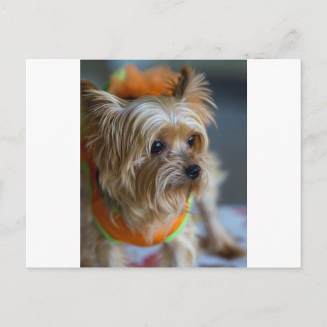 Blonde Yorkshire Terrier Postcard (Front)