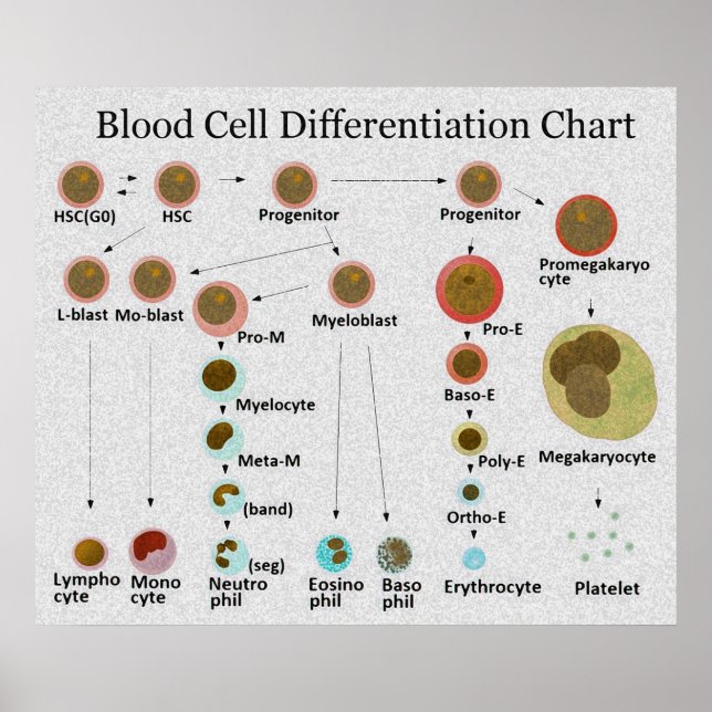 Blood Cell Differentiation Chart (Front)