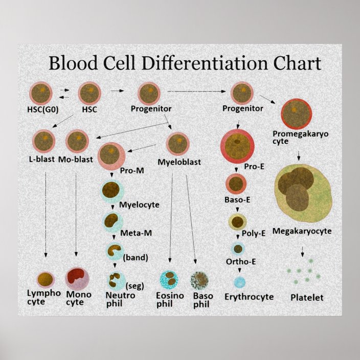 blood-cell-differentiation-chart-zazzle