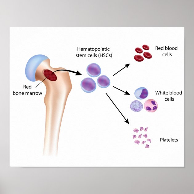 Blood Cell Formation Poster Zazzle   Blood Cell Formation Poster R294a430927144bd296d8f0902f8468a8 Ix0 8byvr 630 