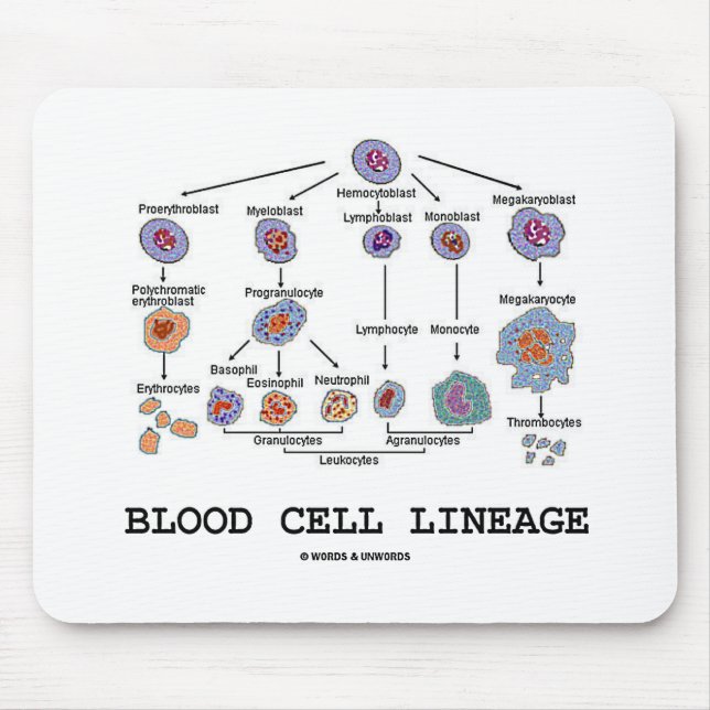 Blood Cell Lineage (Biology Health Medicine) Mouse Pad (Front)