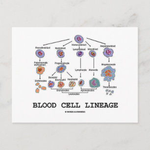 Blood Cell Lineage (Biology Health Medicine) Postcard