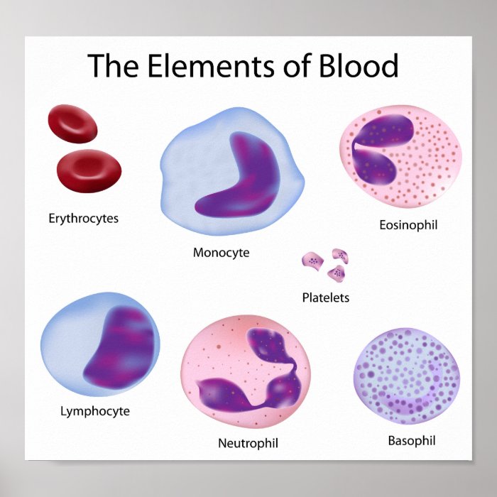 Blood cells Poster