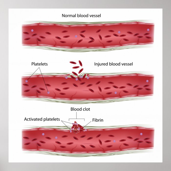 Blood clotting process Poster