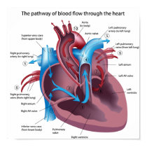 Blood flow through the heart poster