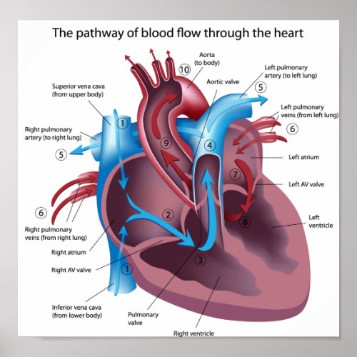 Blood flow through the heart poster