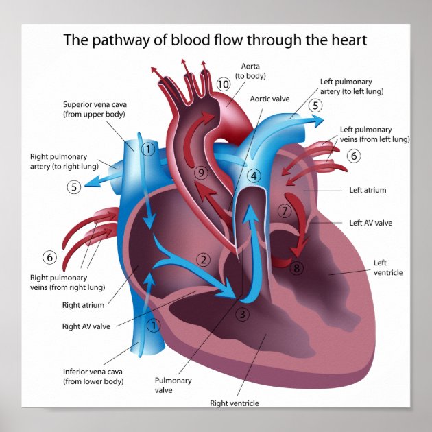 flow of blood through the heart