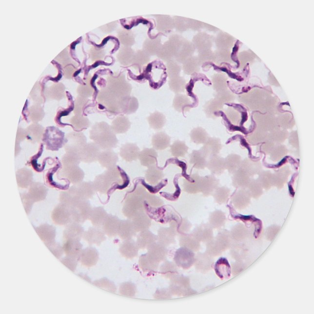 Blood Parasite Trypanosoma Classic Round Sticker (Front)