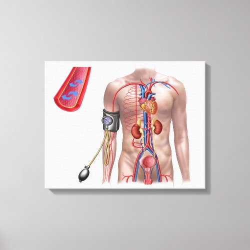 Blood Pressure And Circulatory System Canvas Print