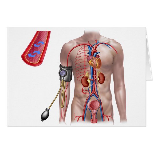 Blood Pressure And Circulatory System Cards (Front Horizontal)