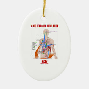 Blood Pressure Regulation Inside Physiology Ceramic Ornament