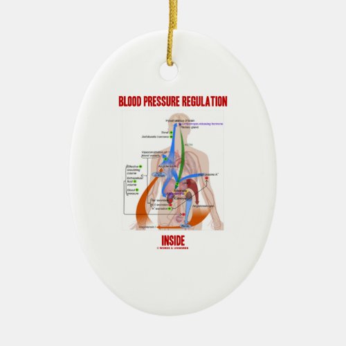 Blood Pressure Regulation Inside Physiology Ceramic Ornament