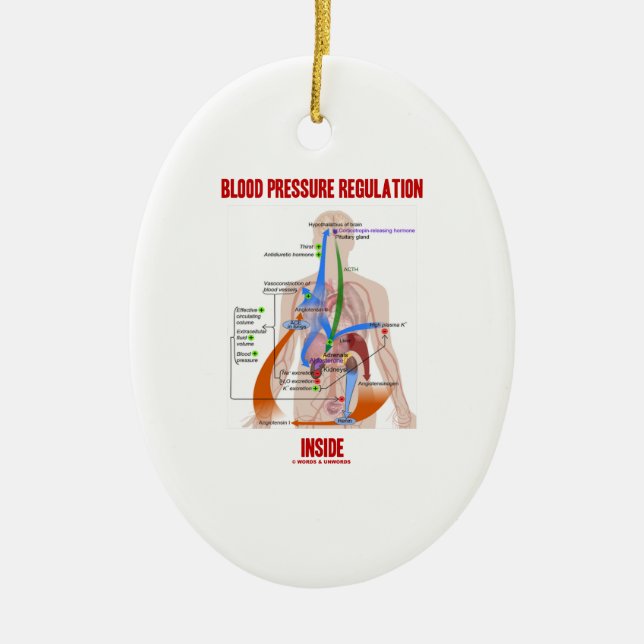 Blood Pressure Regulation Inside Physiology Ceramic Ornament (Front)