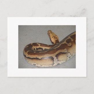 Blood Python Postcard