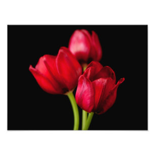 Blood Red Tulips on Black Background Customized Photo Print