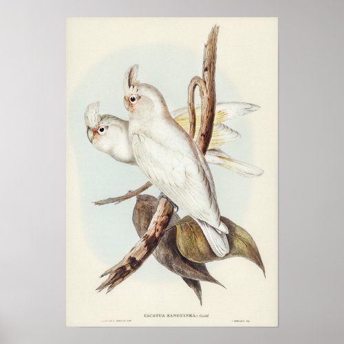 Blood_stained Cockatoo by Elizabeth Gould Poster