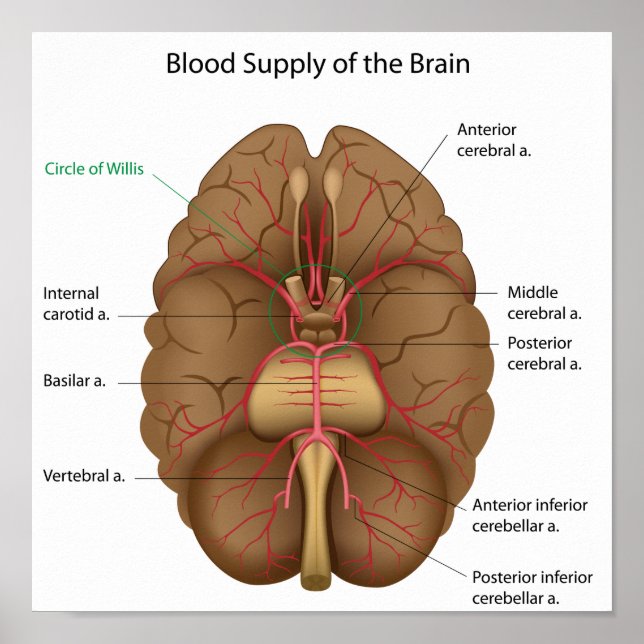 Blood supply of the brain Poster (Front)