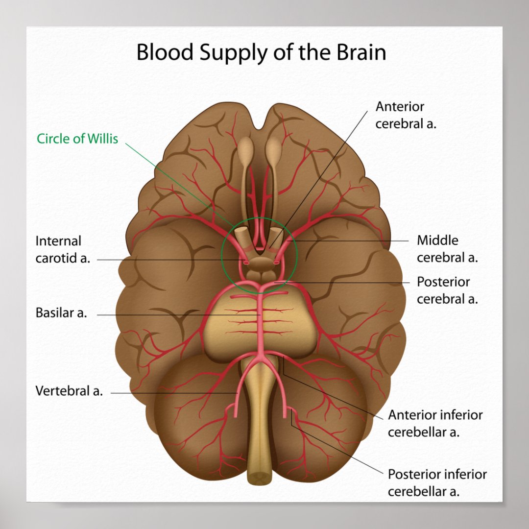 blood-supply-of-the-brain-poster-zazzle