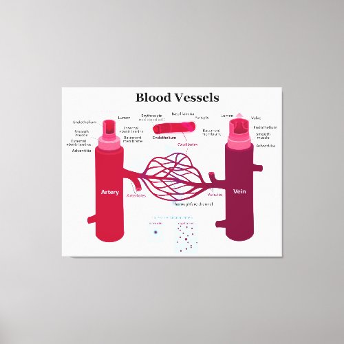 Blood Vessels Arteries Capillaries Veins Diagram Canvas Print