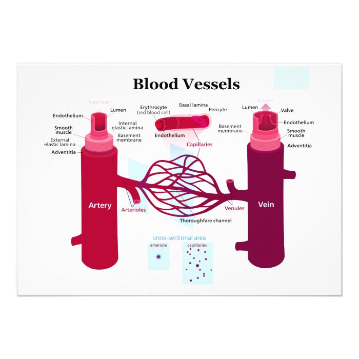 Blood Vessels Arteries Capillaries Veins Diagram Personalized Announcement