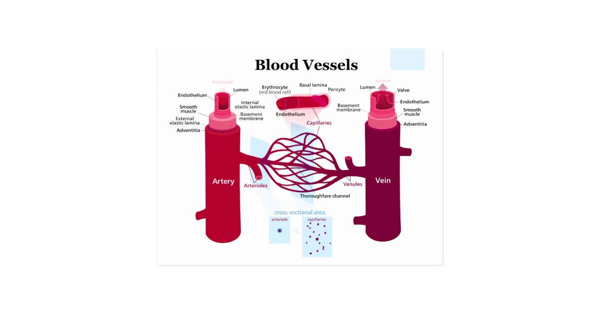 Blood Vessels Arteries Capillaries Veins Diagram Postcard | Zazzle.com