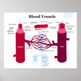 Diagram of the Individual Parts of the Human Heart Poster