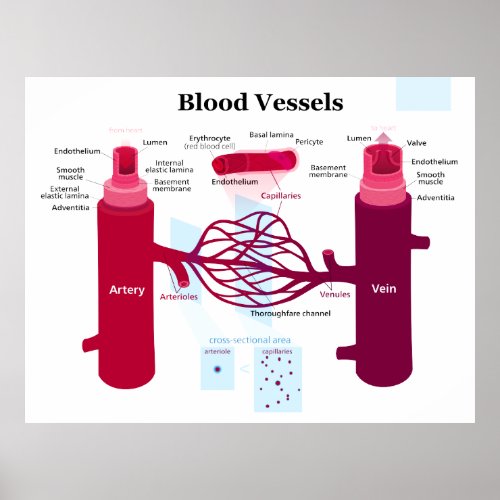 Blood Vessels Arteries Capillaries Veins Diagram Poster