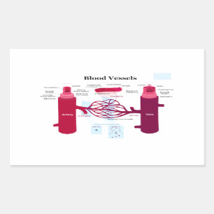Blood Vessels Arteries Capillaries Veins Diagram Rectangular Sticker