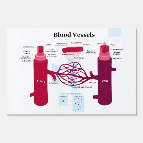 Blood Vessels Arteries Capillaries Veins Diagram Yard Sign