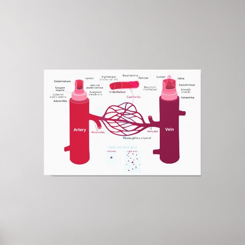 Blood Vessels Diagram Arteries Veins Capillaries Canvas Print