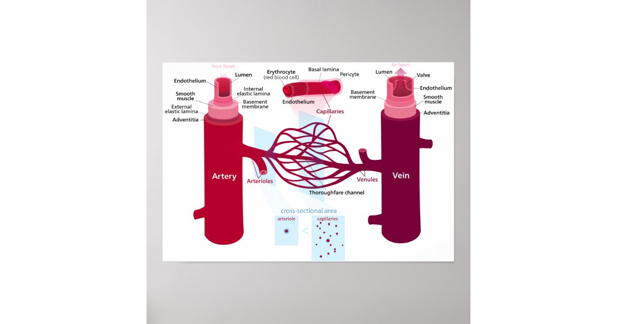 Blood Vessels Diagram Arteries Veins Capillaries Poster | Zazzle