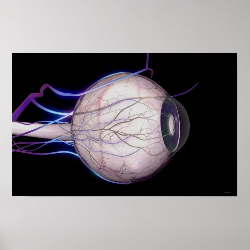 Blood Vessels of the Eye Poster