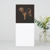 Bloodhound (Standing Front)